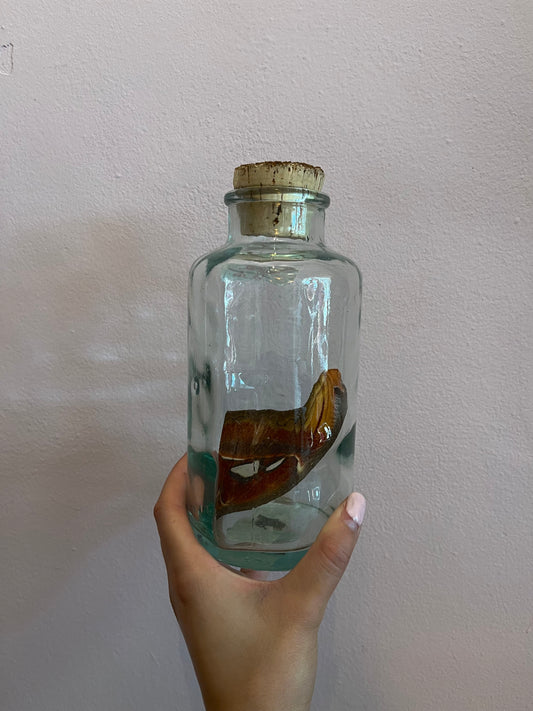 Butterfly wing in bottle